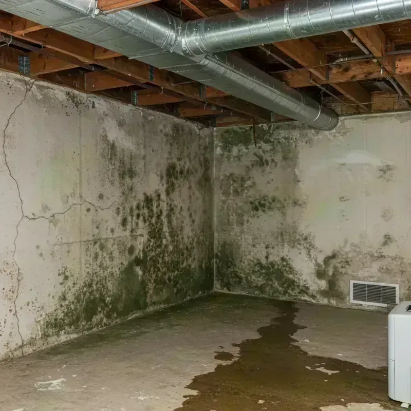 Professional Mold Removal in Wood Dale, IL